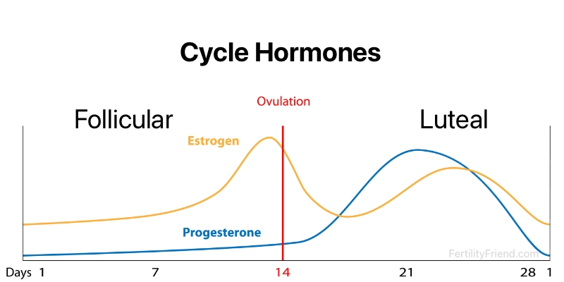 Cycle Hormones